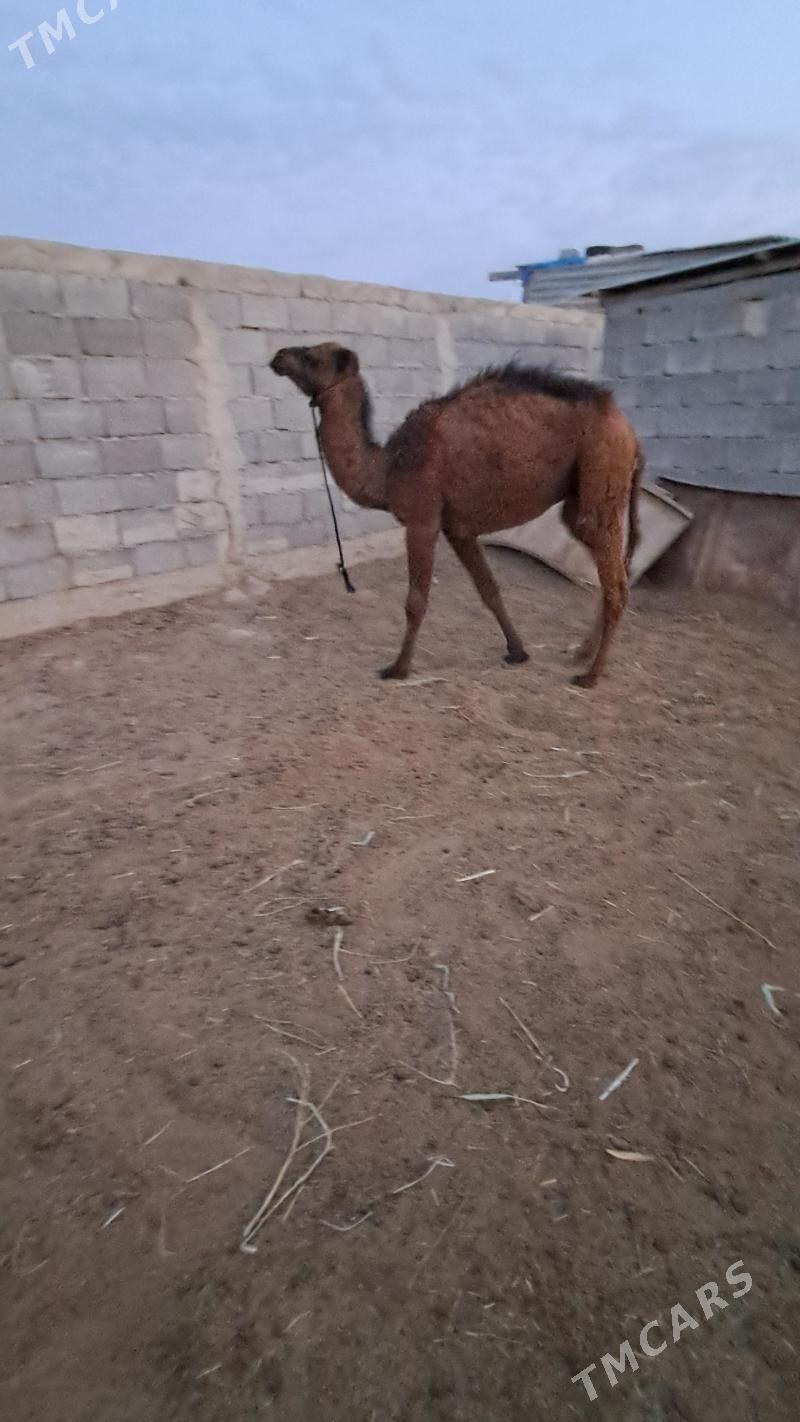 Ogşuk - Гёкдепе - img 2