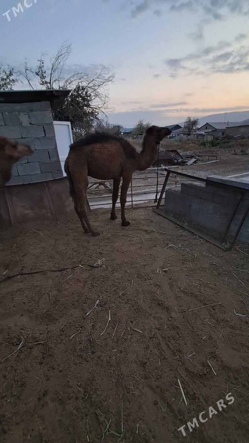 Ogşuk - Гёкдепе - img 3