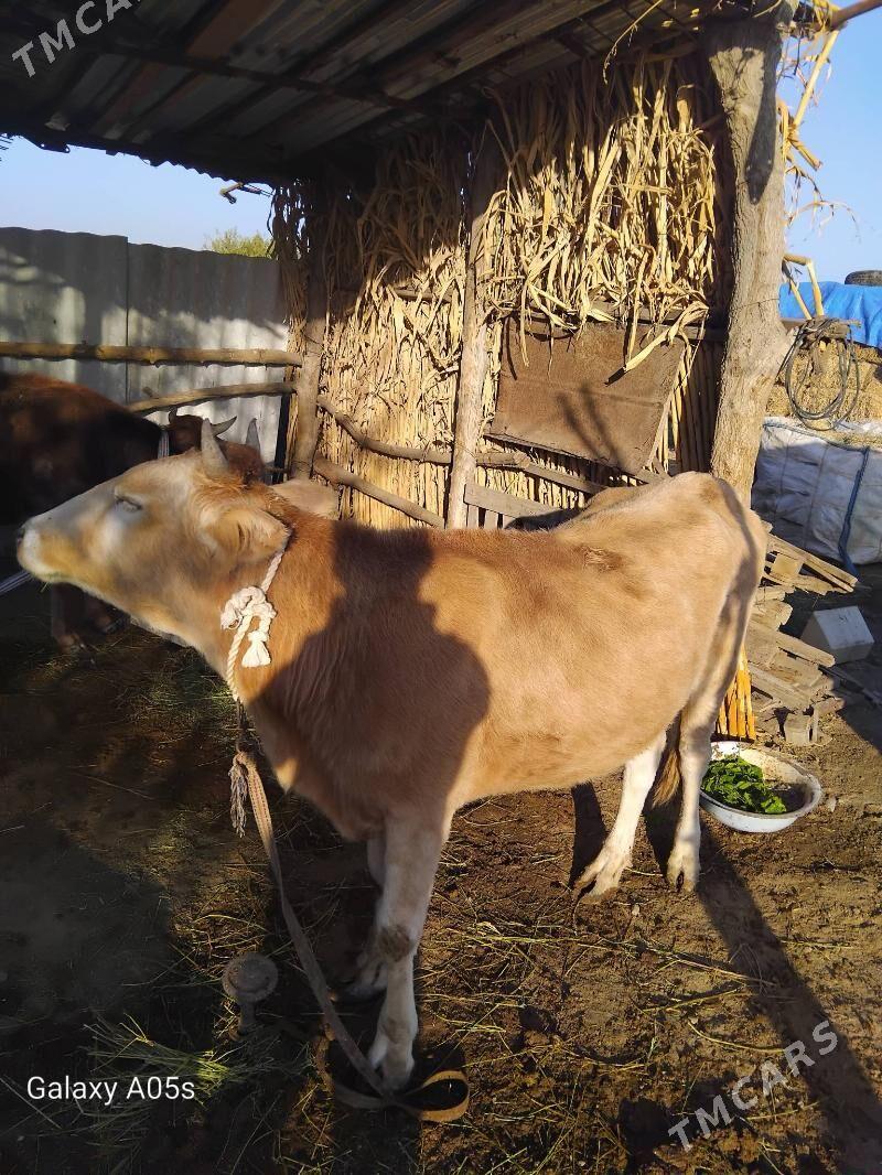 tohum tuwe - Tejen - img 4