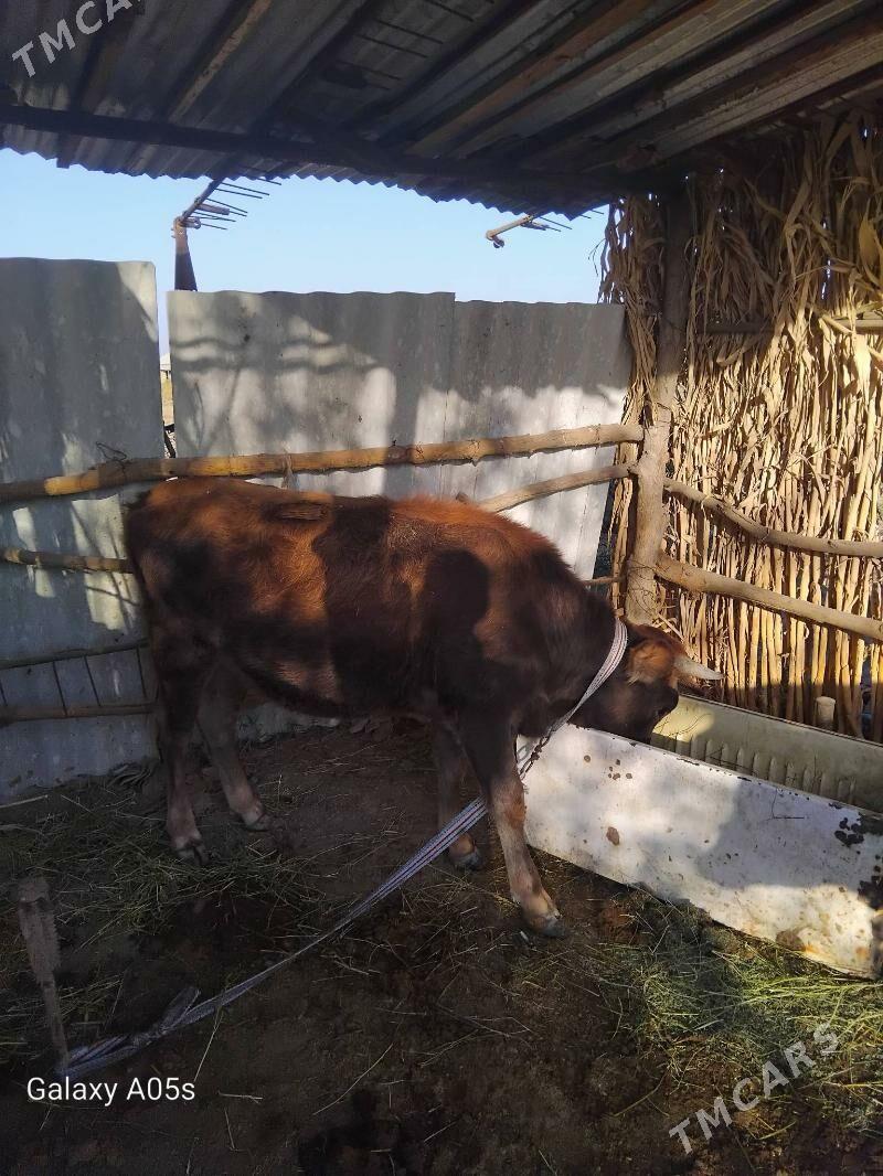 tohum tuwe - Tejen - img 1