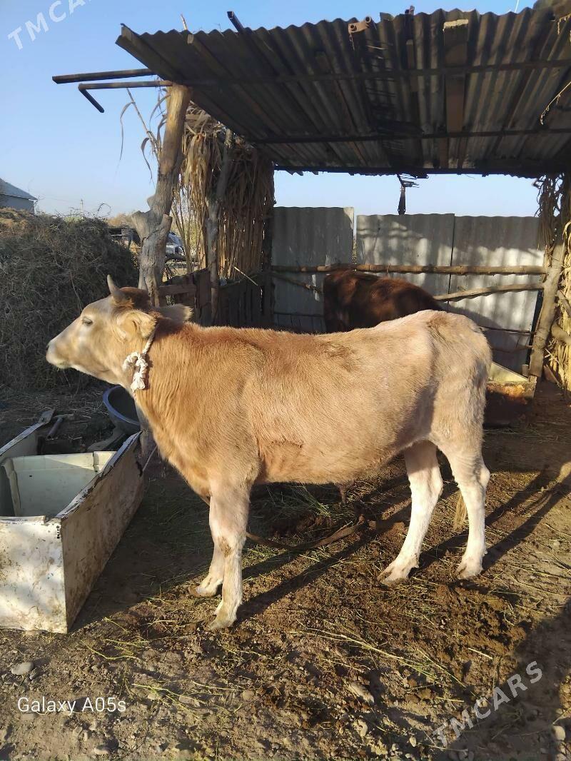 tohum tuwe - Tejen - img 2