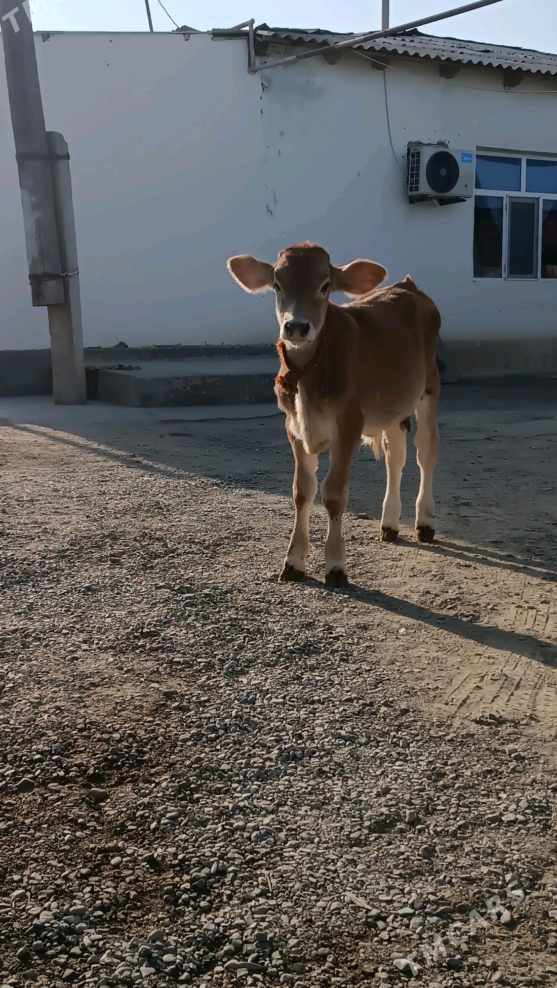 Arasa siwes ökuz - Gökdepe - img 4