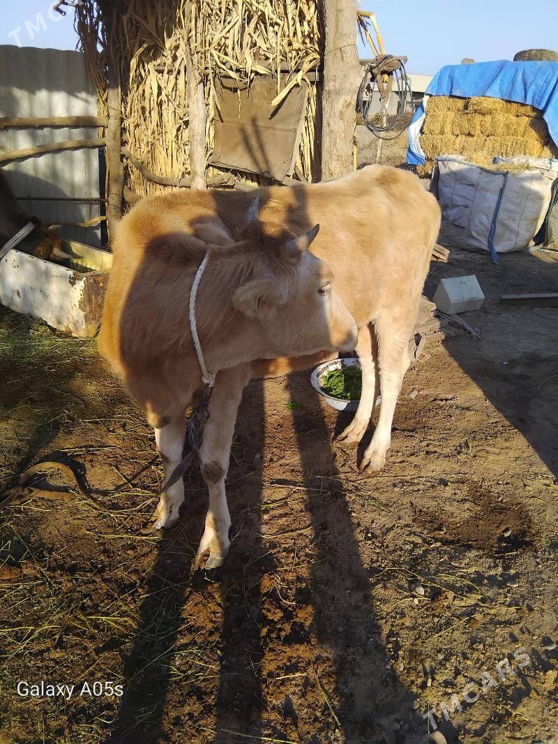 tohum tuwe - Tejen - img 5