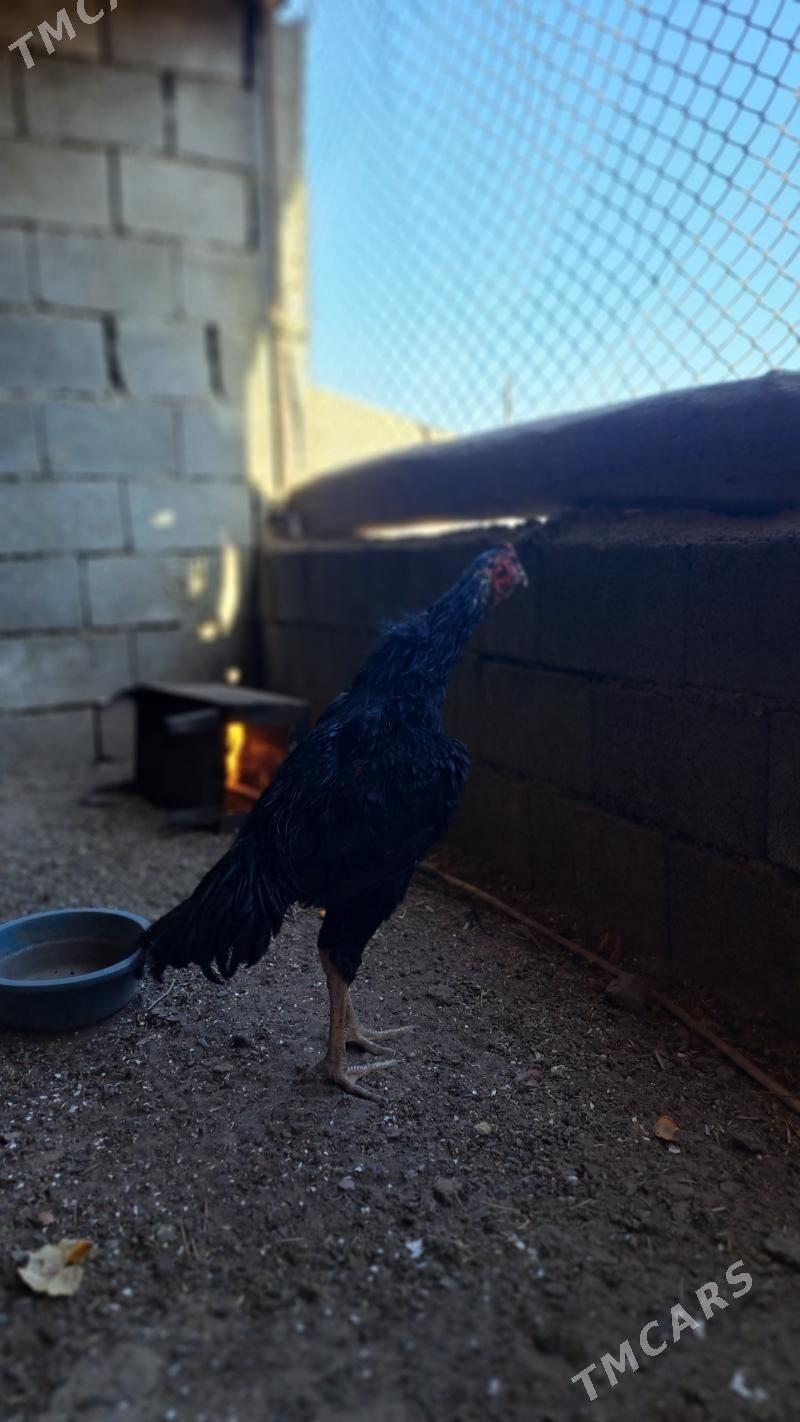 horaz - Багир - img 2