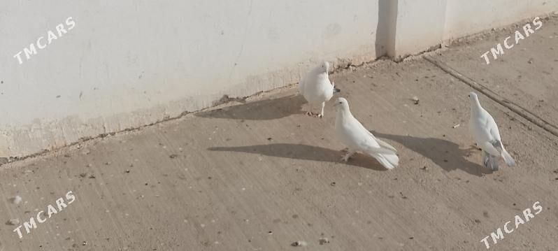 kepderi - Çoganly - img 3