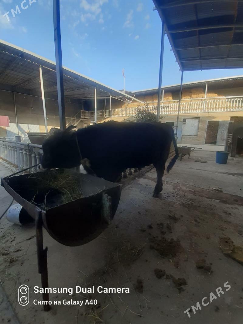 Ökiz - Bäherden - img 2