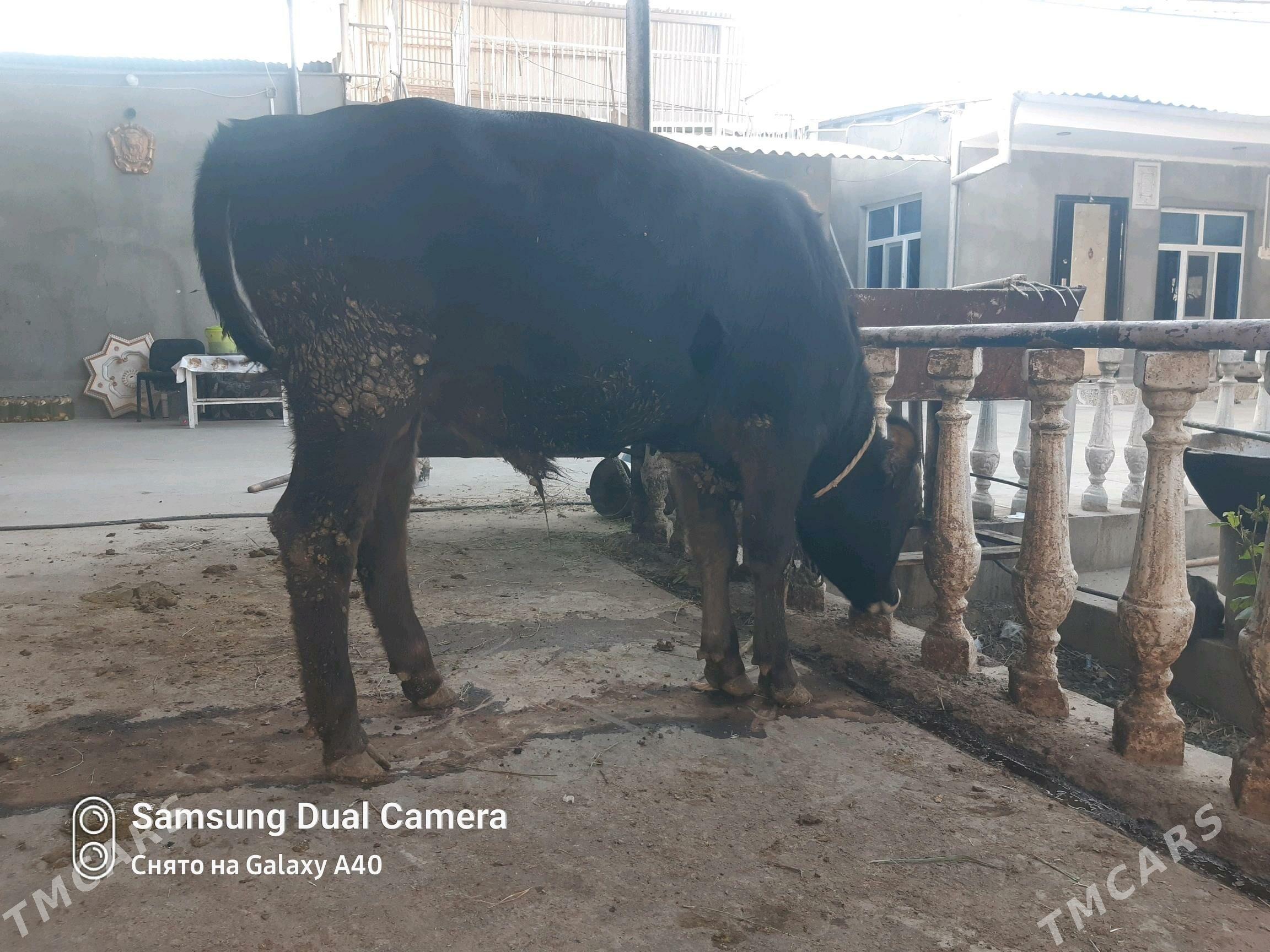 Ökiz - Bäherden - img 5