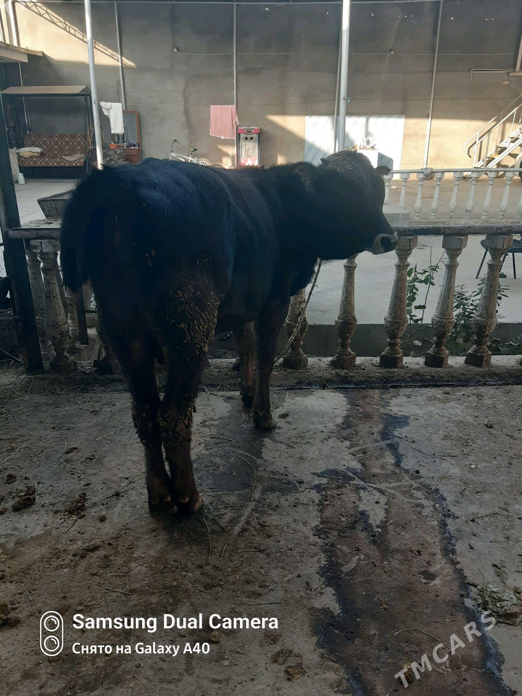 Ökiz - Bäherden - img 4