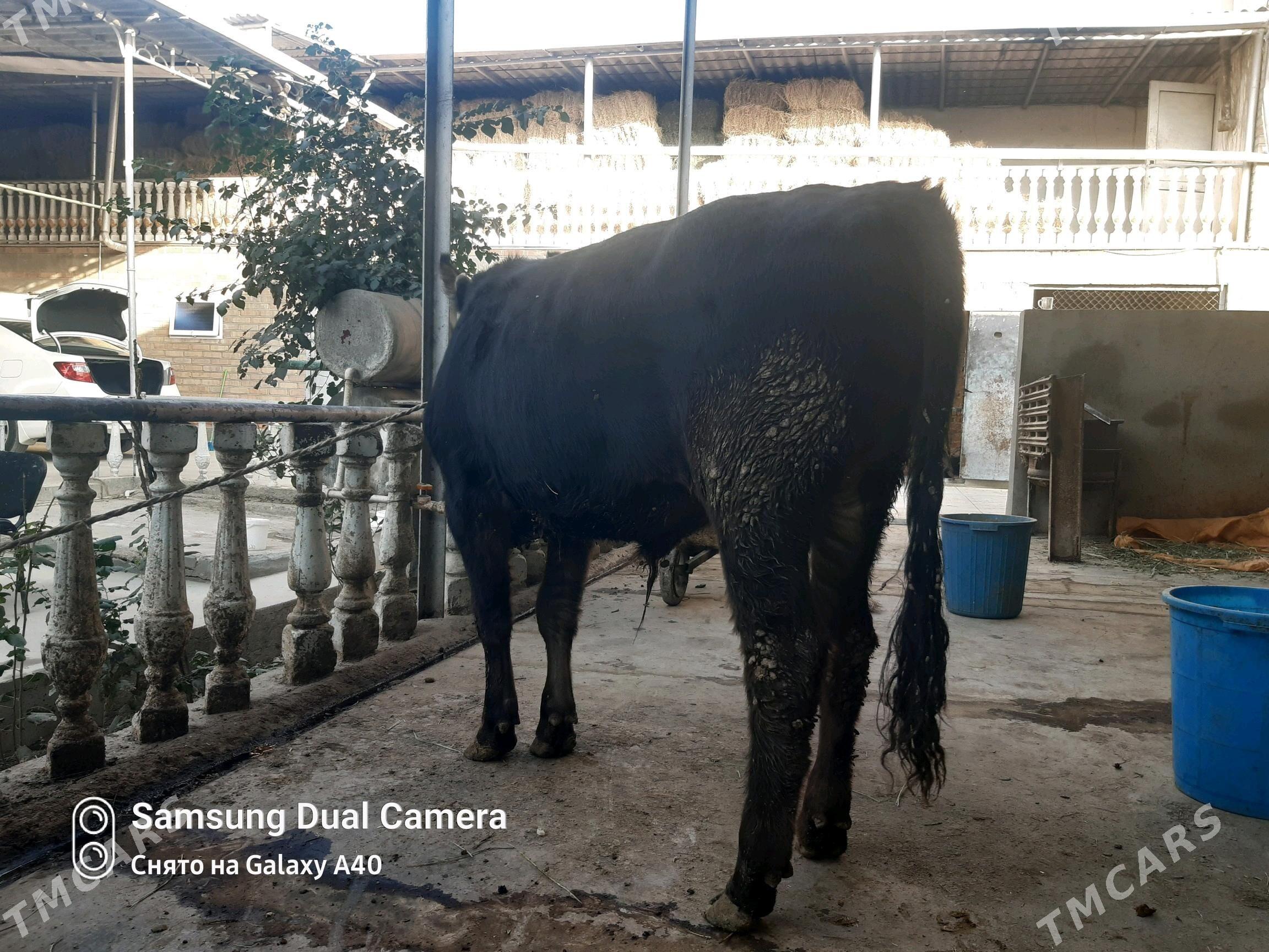 Ökiz - Bäherden - img 3