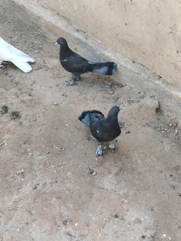 kepderi - Анев - img 3