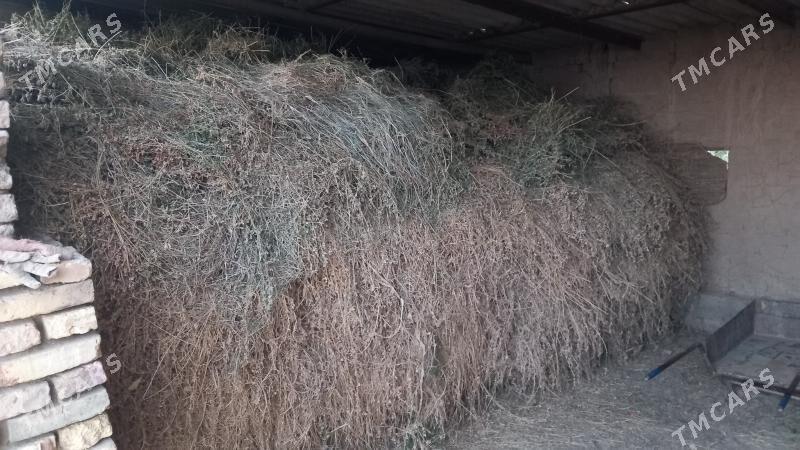 satlyk Ýorunja oty. - Сакарчага - img 2