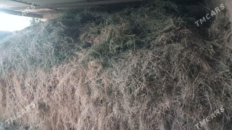 satlyk Ýorunja oty. - Сакарчага - img 3