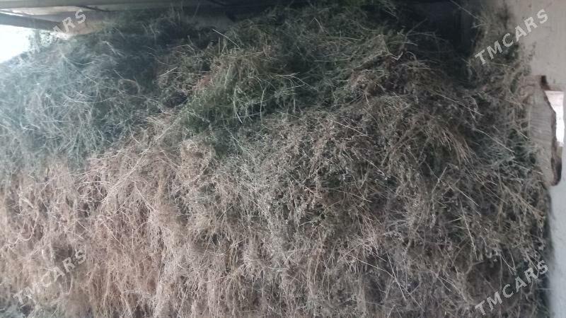 satlyk Ýorunja oty. - Сакарчага - img 4