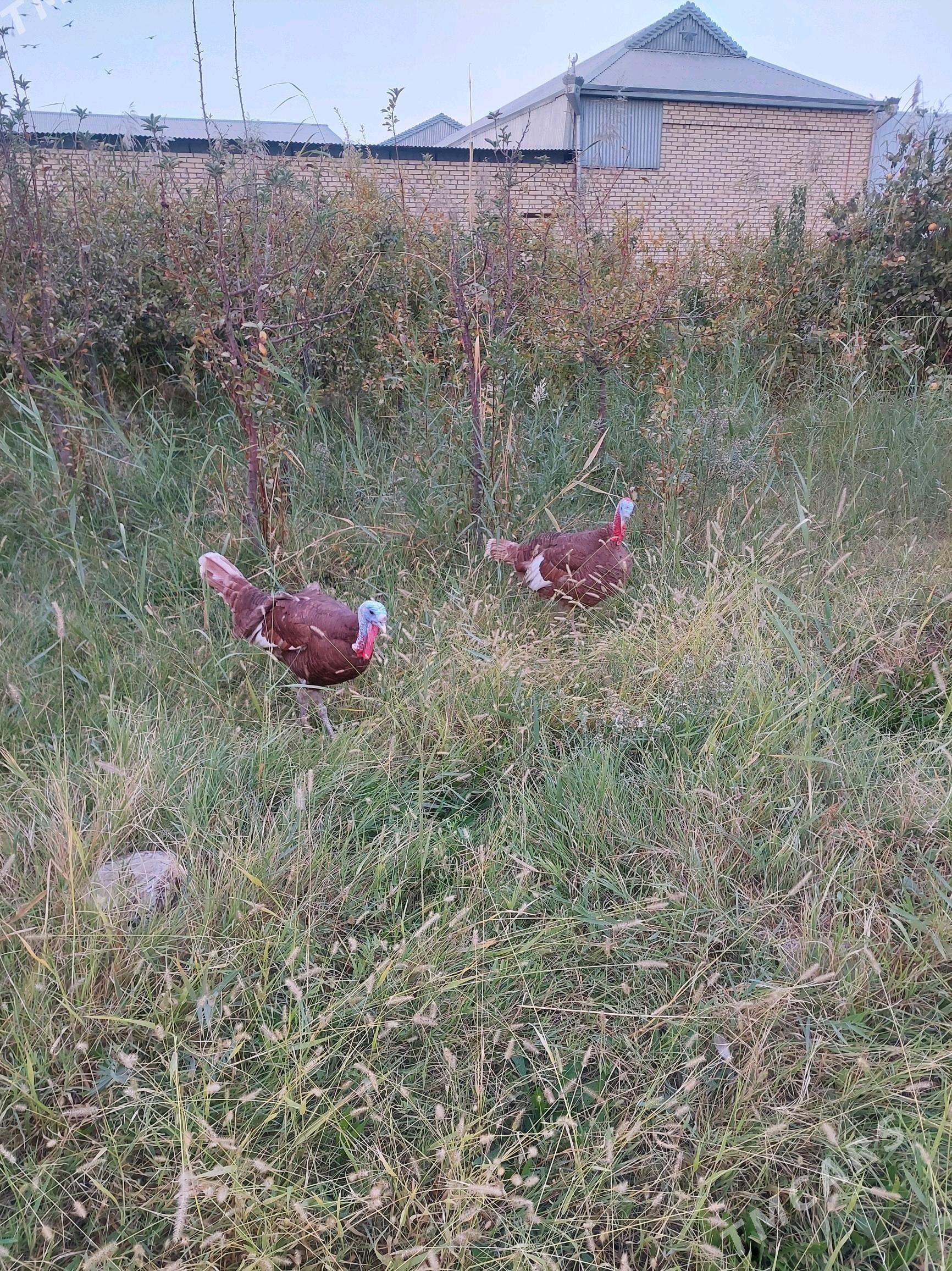 ErKeK iNdUk - Mary - img 4