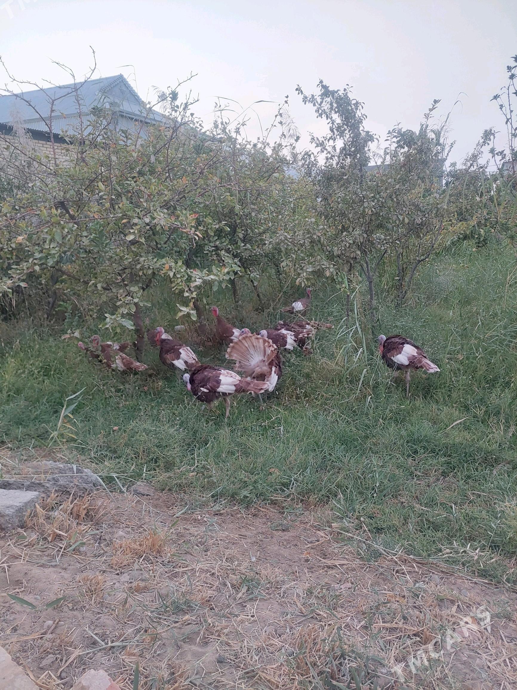 ErKeK iNdUk - Mary - img 6