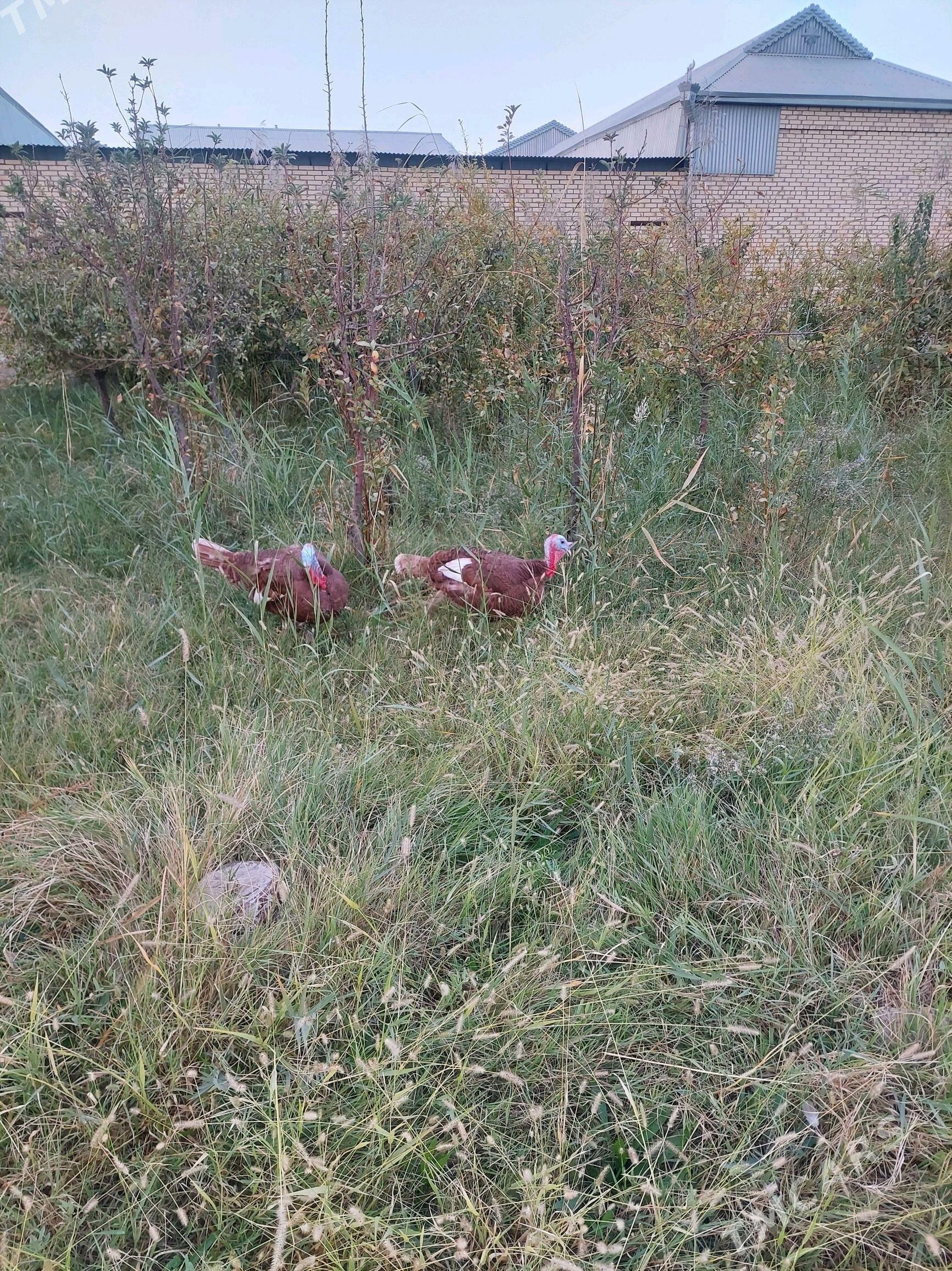 ErKeK iNdUk - Mary - img 3