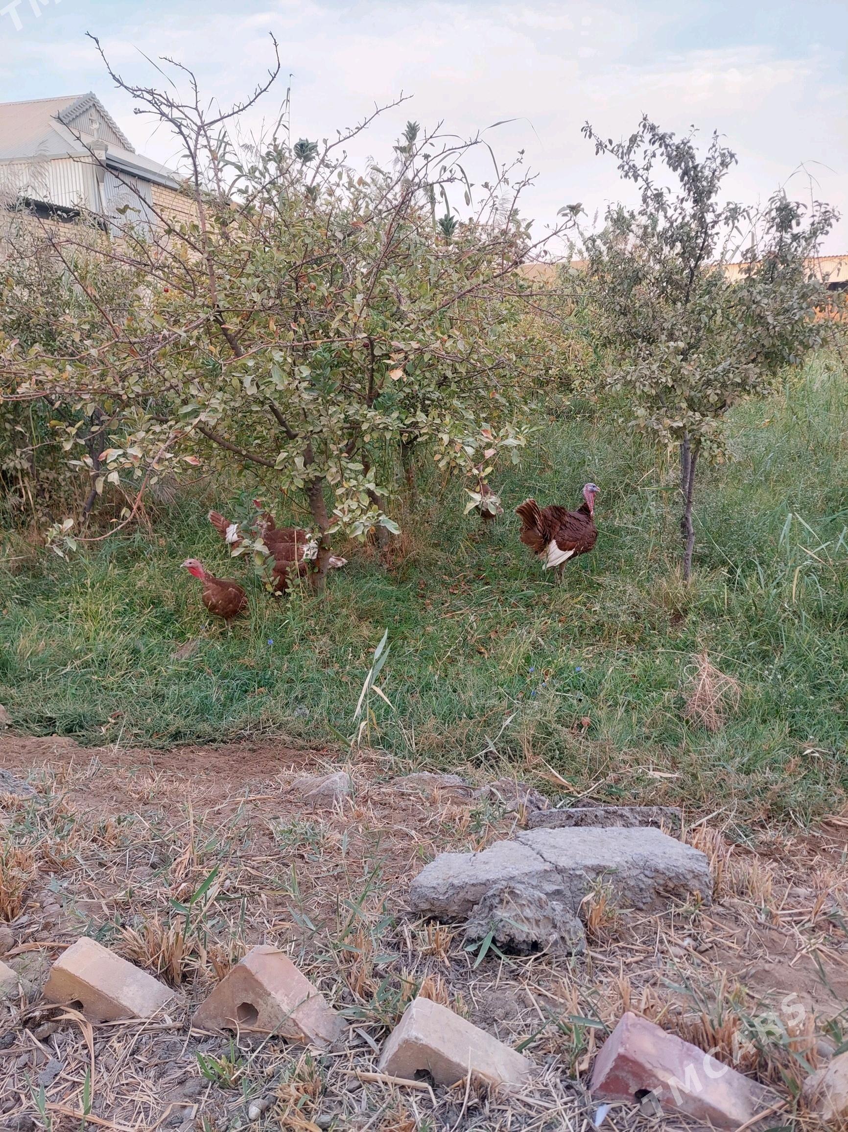 ErKeK iNdUk - Mary - img 2