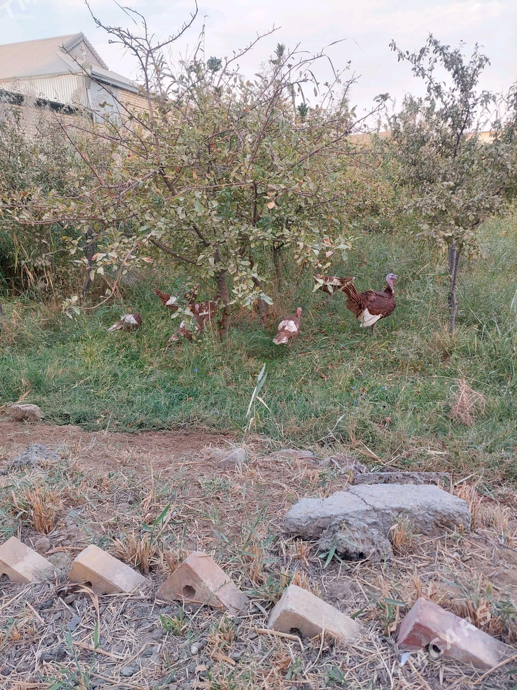 ErKeK iNdUk - Mary - img 7