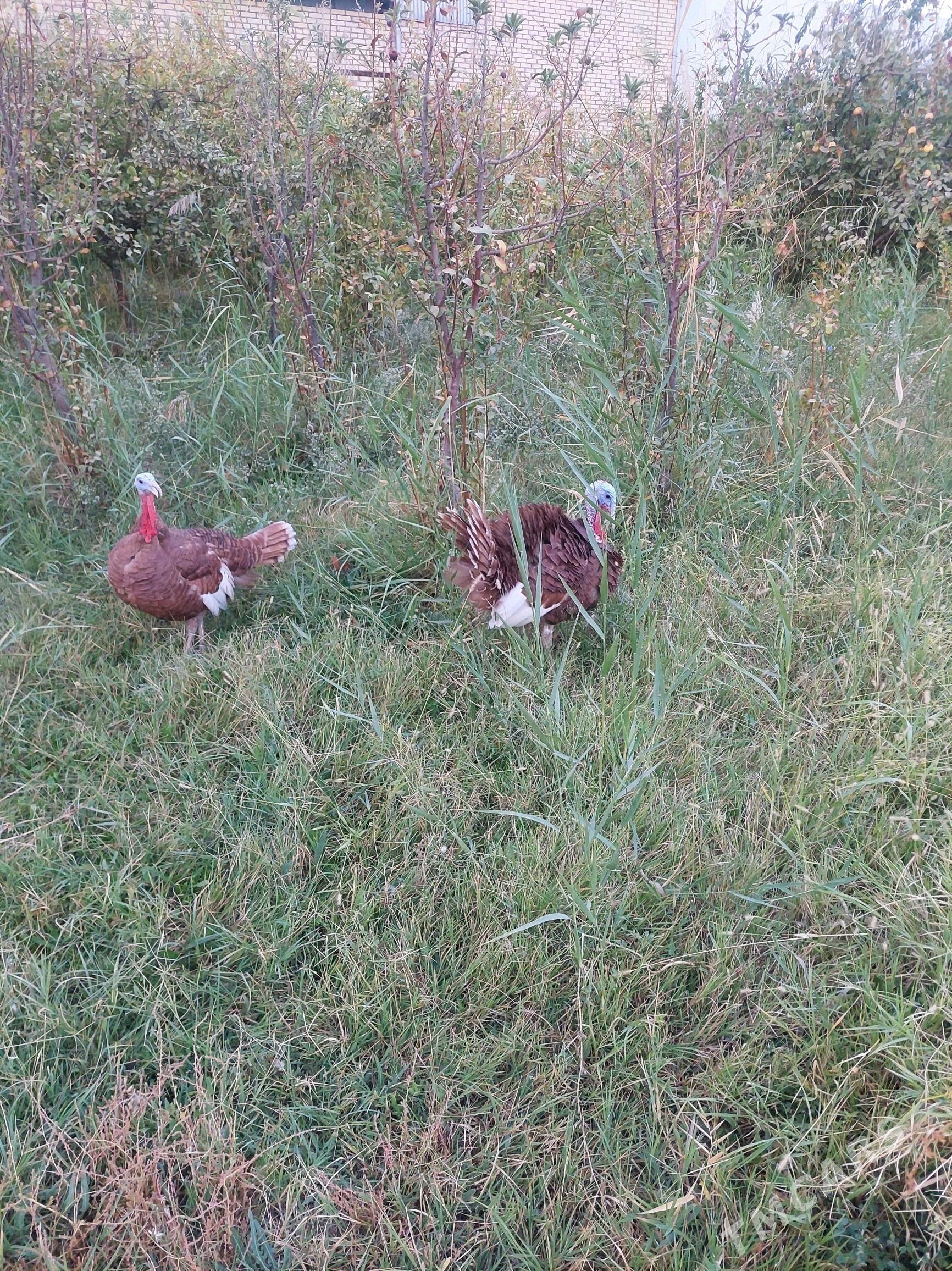 ErKeK iNdUk - Mary - img 5