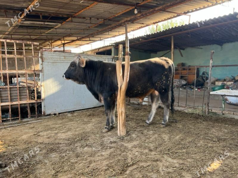 Tohum bakylan okuz - Aşgabat - img 2