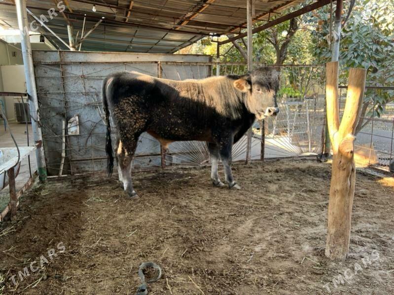 Tohum bakylan okuz - Aşgabat - img 3