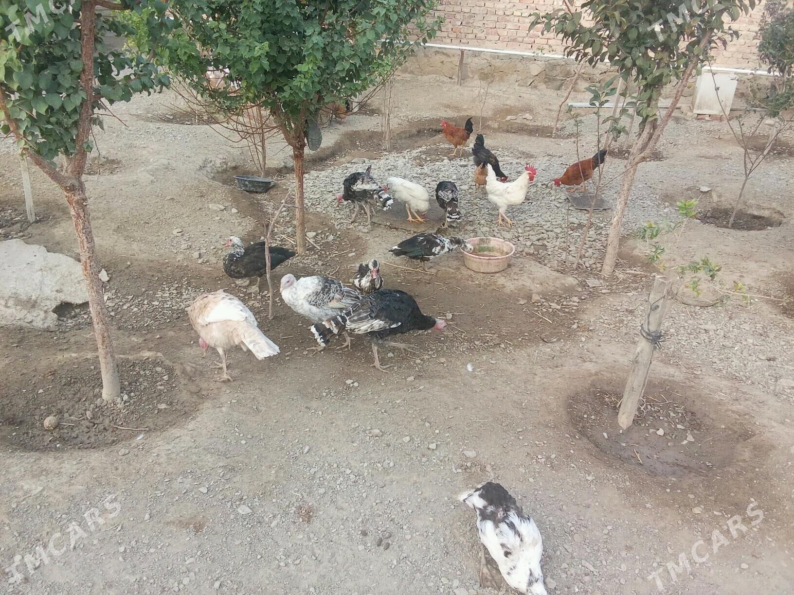 indik - Берекет - img 2