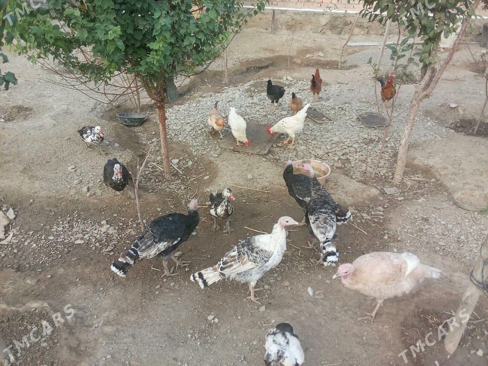 indik - Берекет - img 3