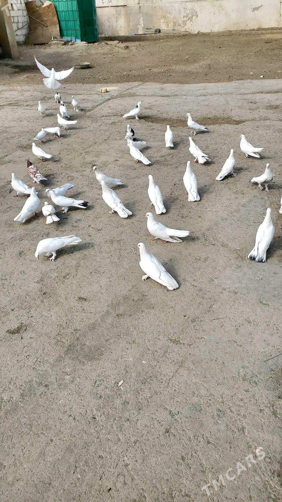 Kepder Голуби - Бузмеин - img 10