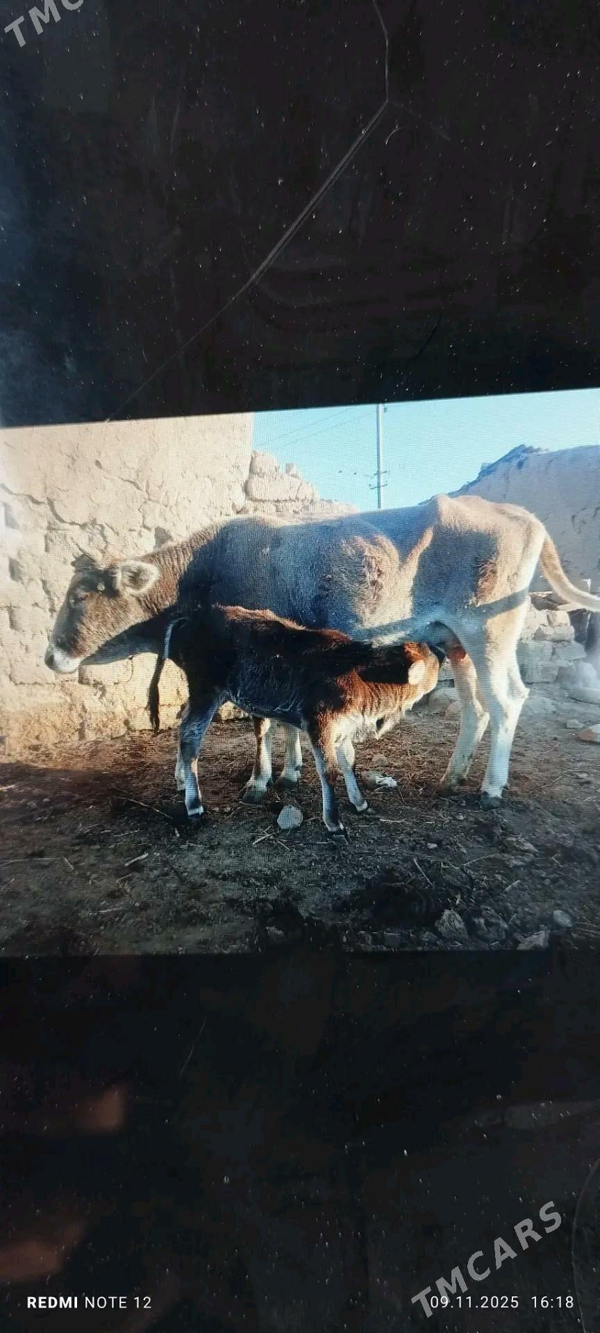 Sygyr - Magtymguly - img 2