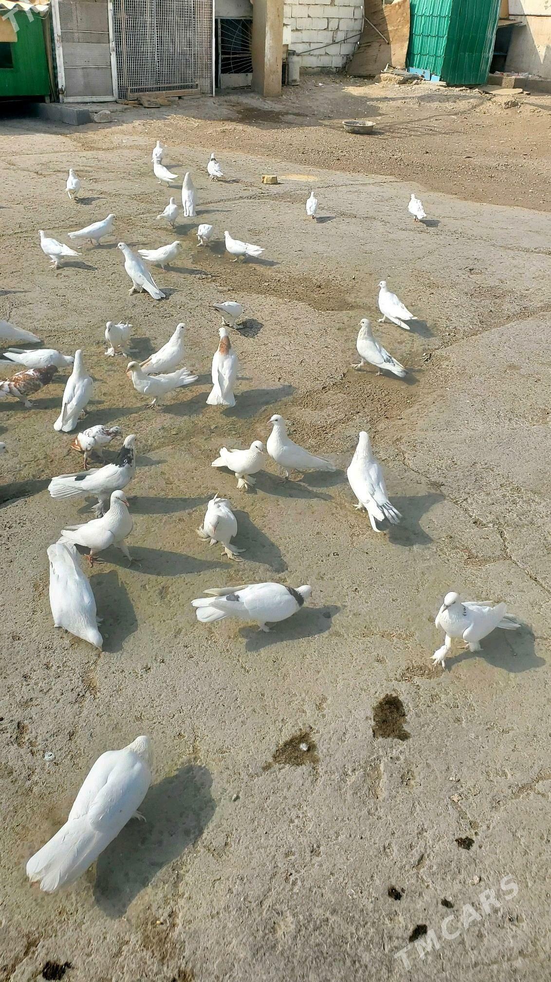 Kepder Голуби - Бузмеин - img 3