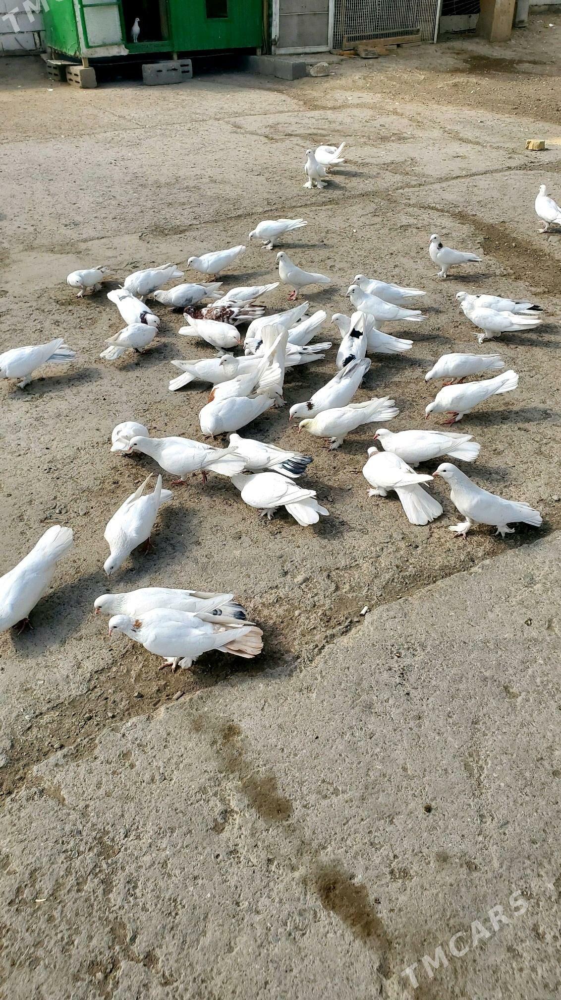 Kepder Голуби - Бузмеин - img 5