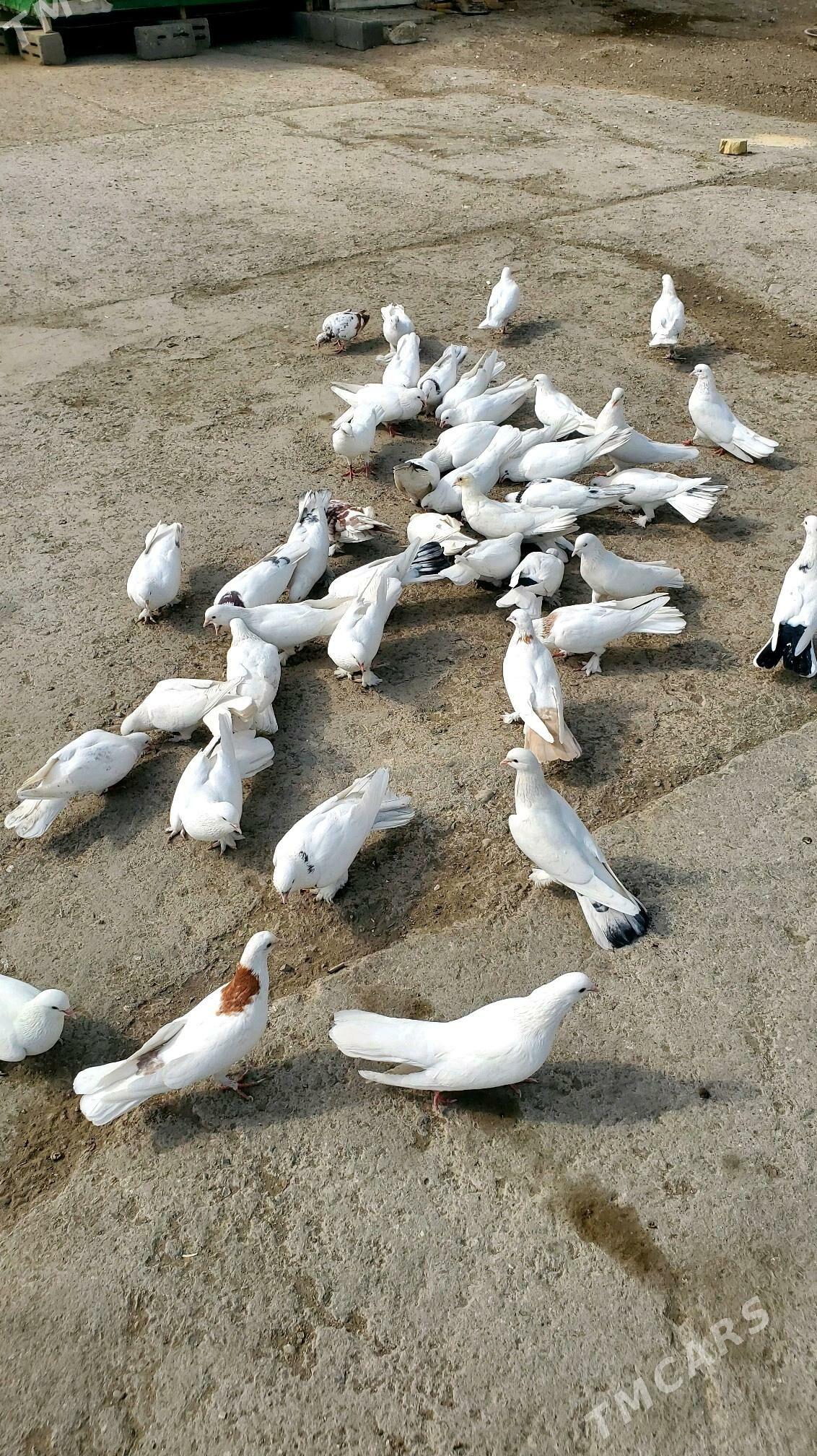 Kepder Голуби - Бузмеин - img 7