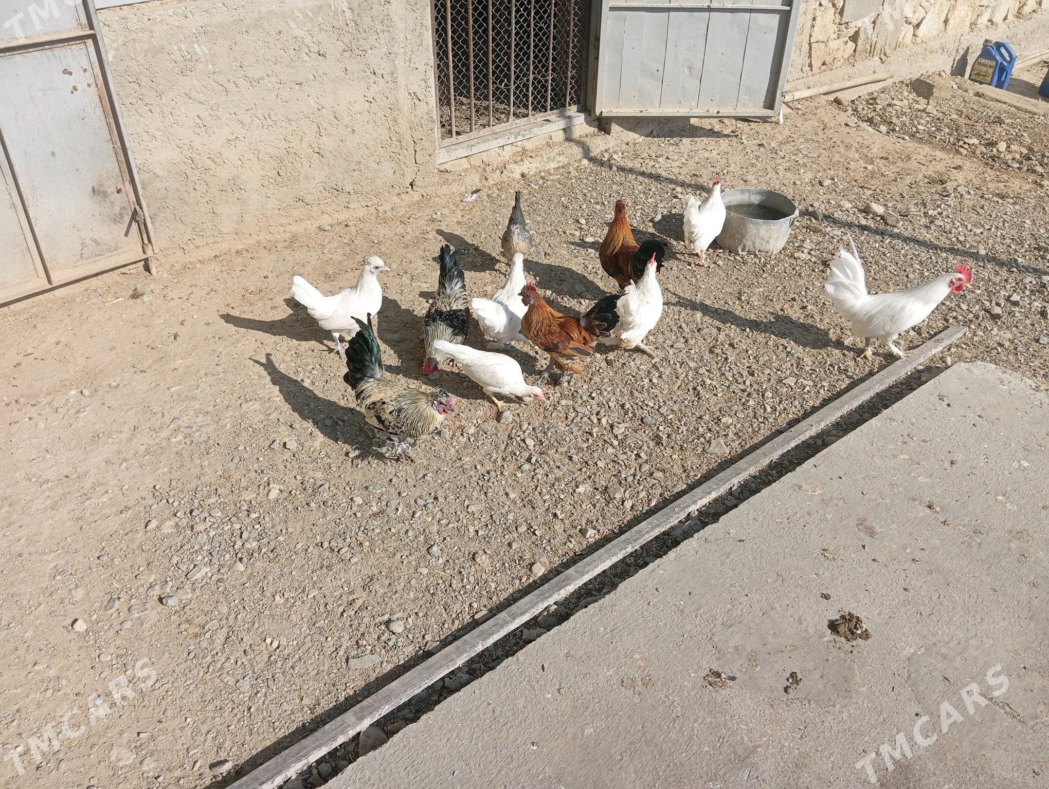 towuk karlik - Gyzylarbat - img 1