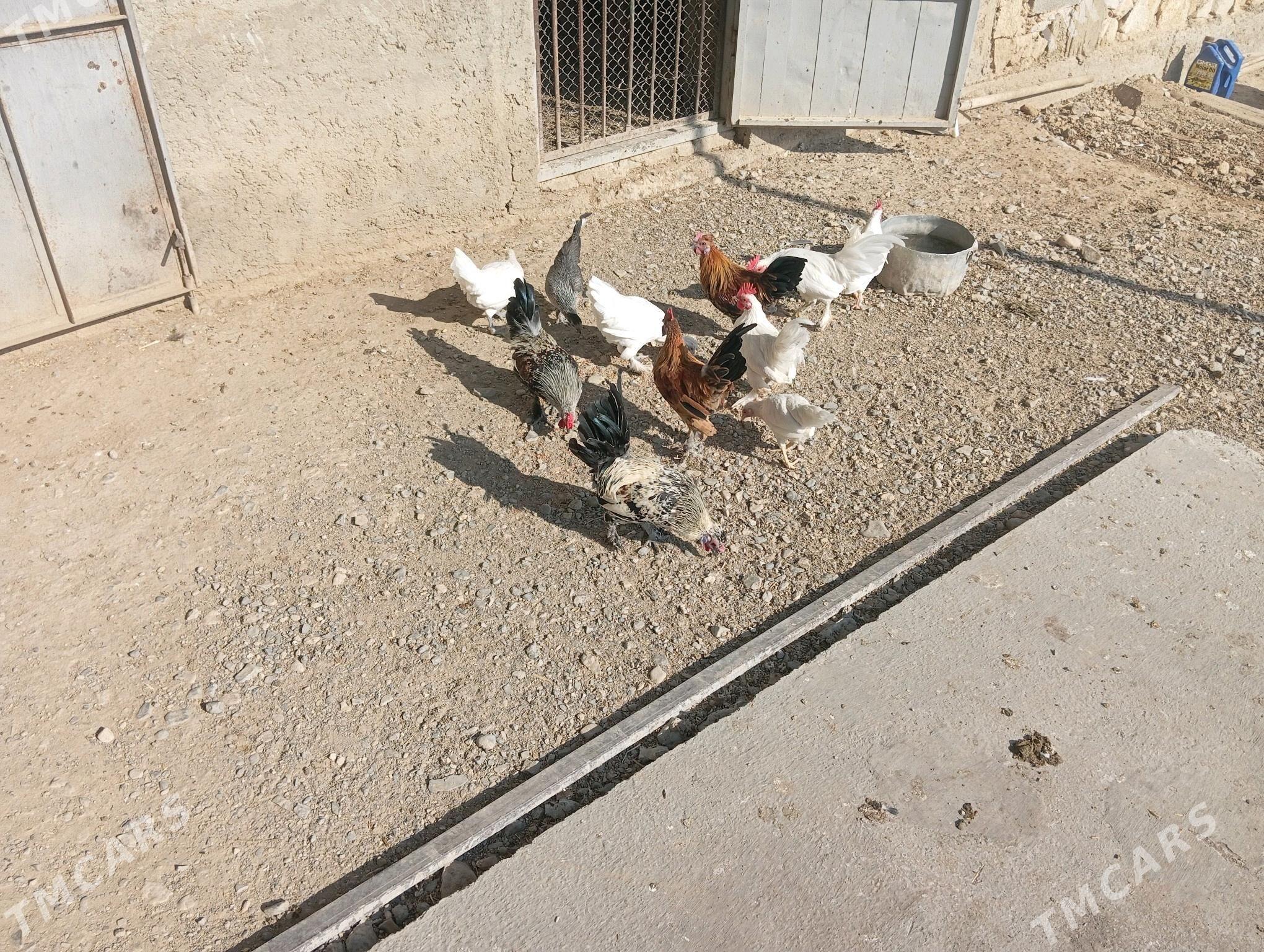 towuk karlik - Gyzylarbat - img 2