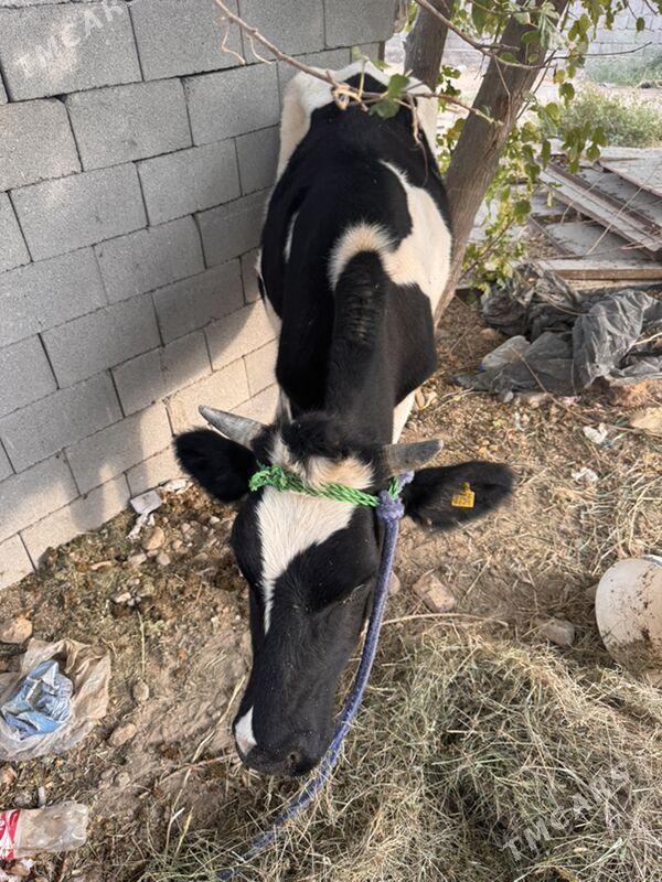 Ala tuwe - Гарадамак - img 3