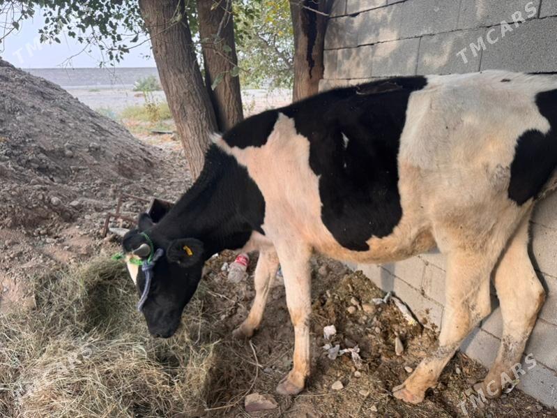 Ala tuwe - Гарадамак - img 2