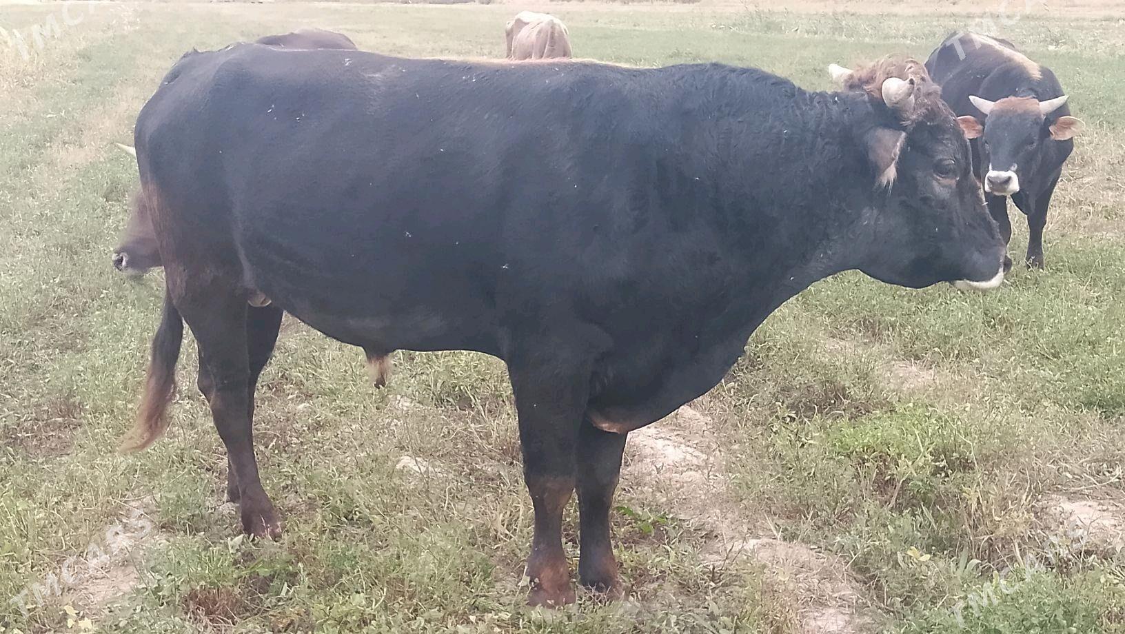 Òkûz - Бахарден - img 2