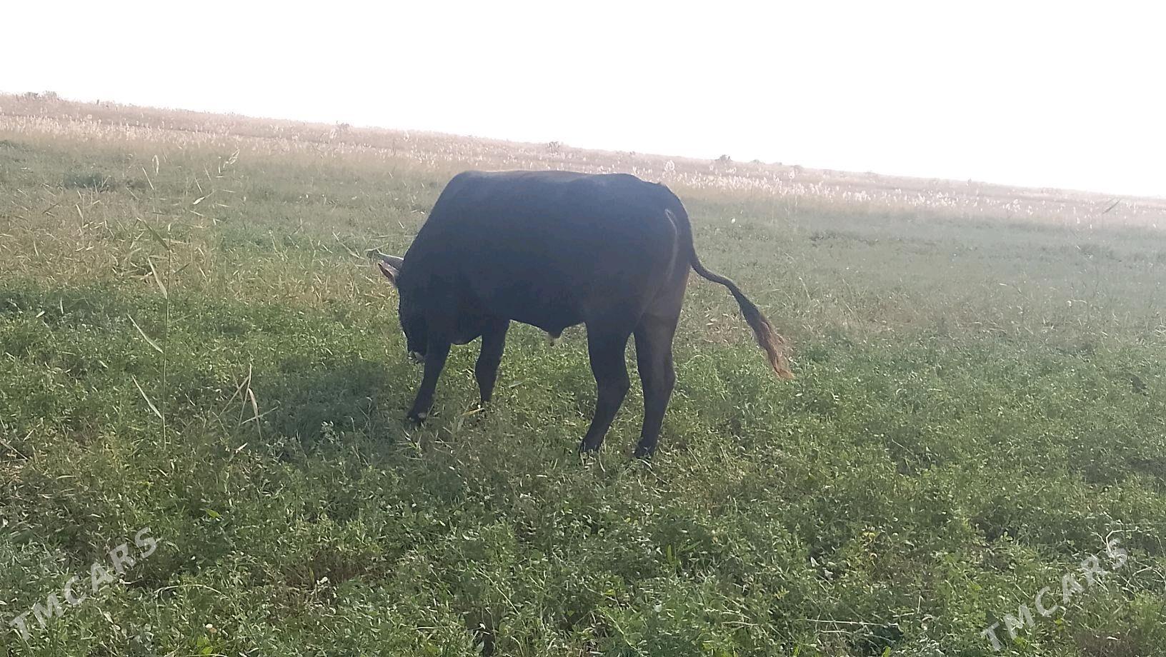 Òkûz - Бахарден - img 4