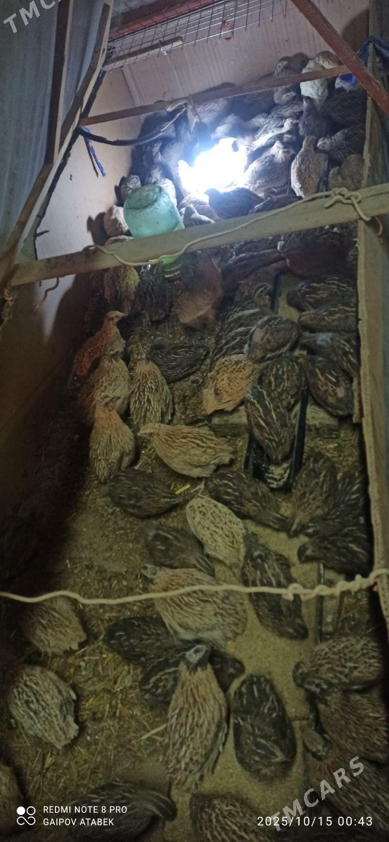 bedene - Daşoguz - img 5