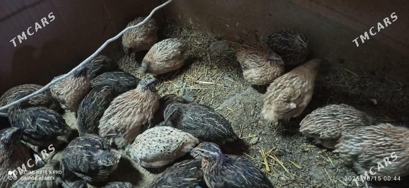 bedene - Daşoguz - img 2