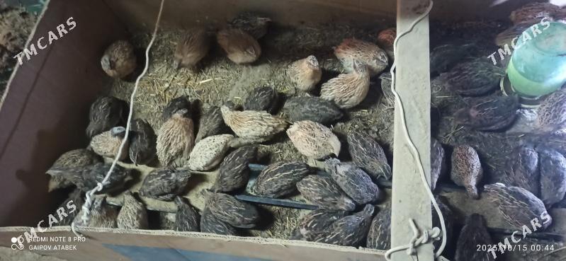 bedene - Daşoguz - img 3