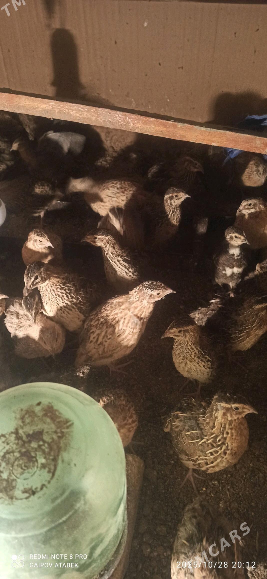 bedene - Daşoguz - img 1