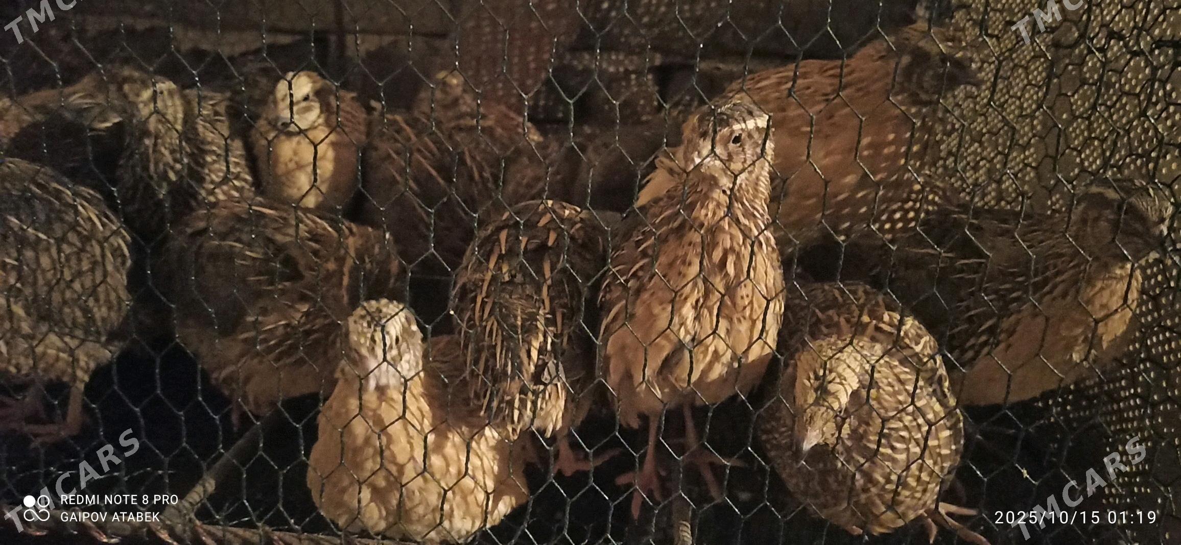 bedene - Daşoguz - img 4