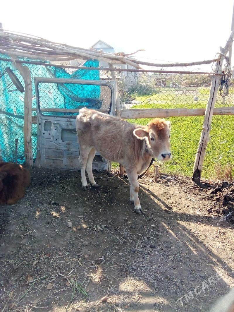 Satlyk göle - Мары - img 2