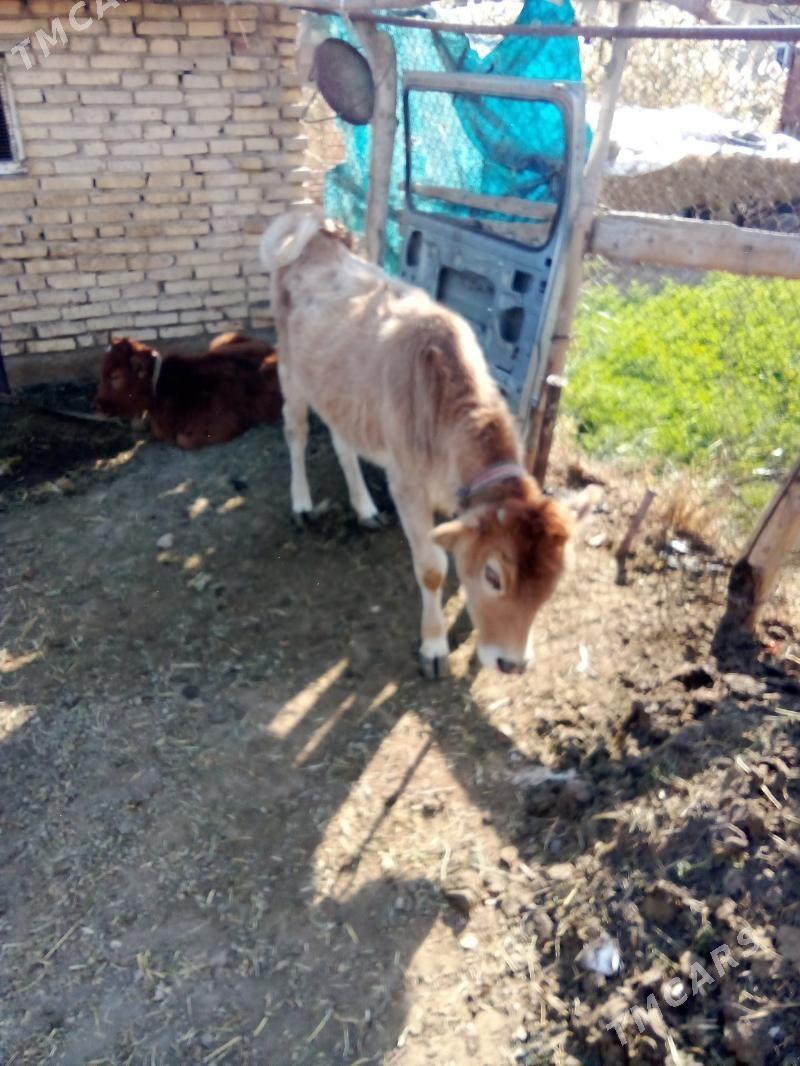 Satlyk göle - Мары - img 3