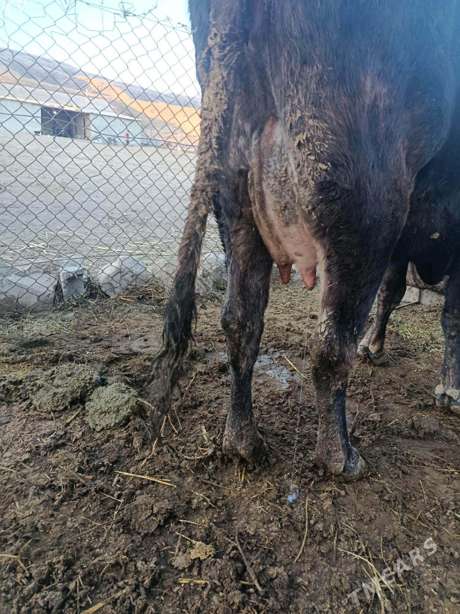 sygyr okuz - Bäherden - img 2