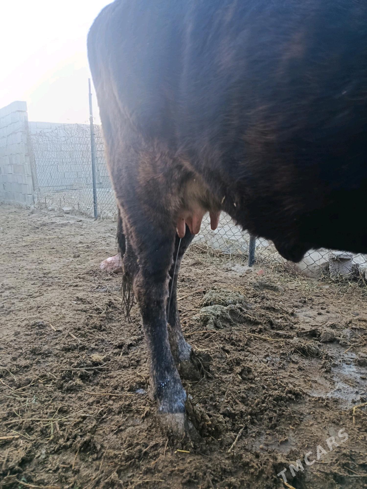 sygyr okuz - Bäherden - img 3