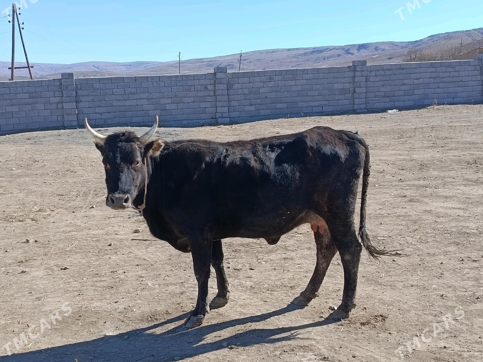 sygyr okuz - Bäherden - img 4