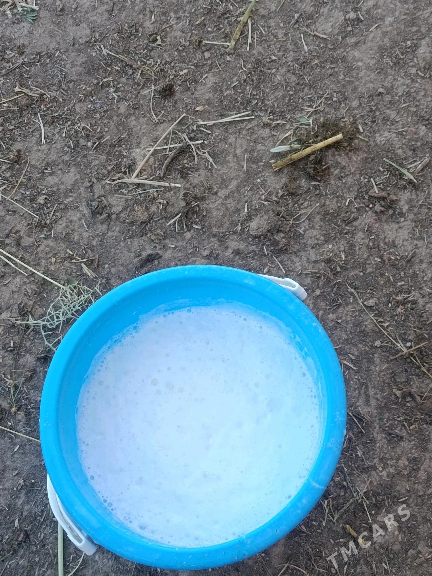 sygyr okuz - Bäherden - img 5