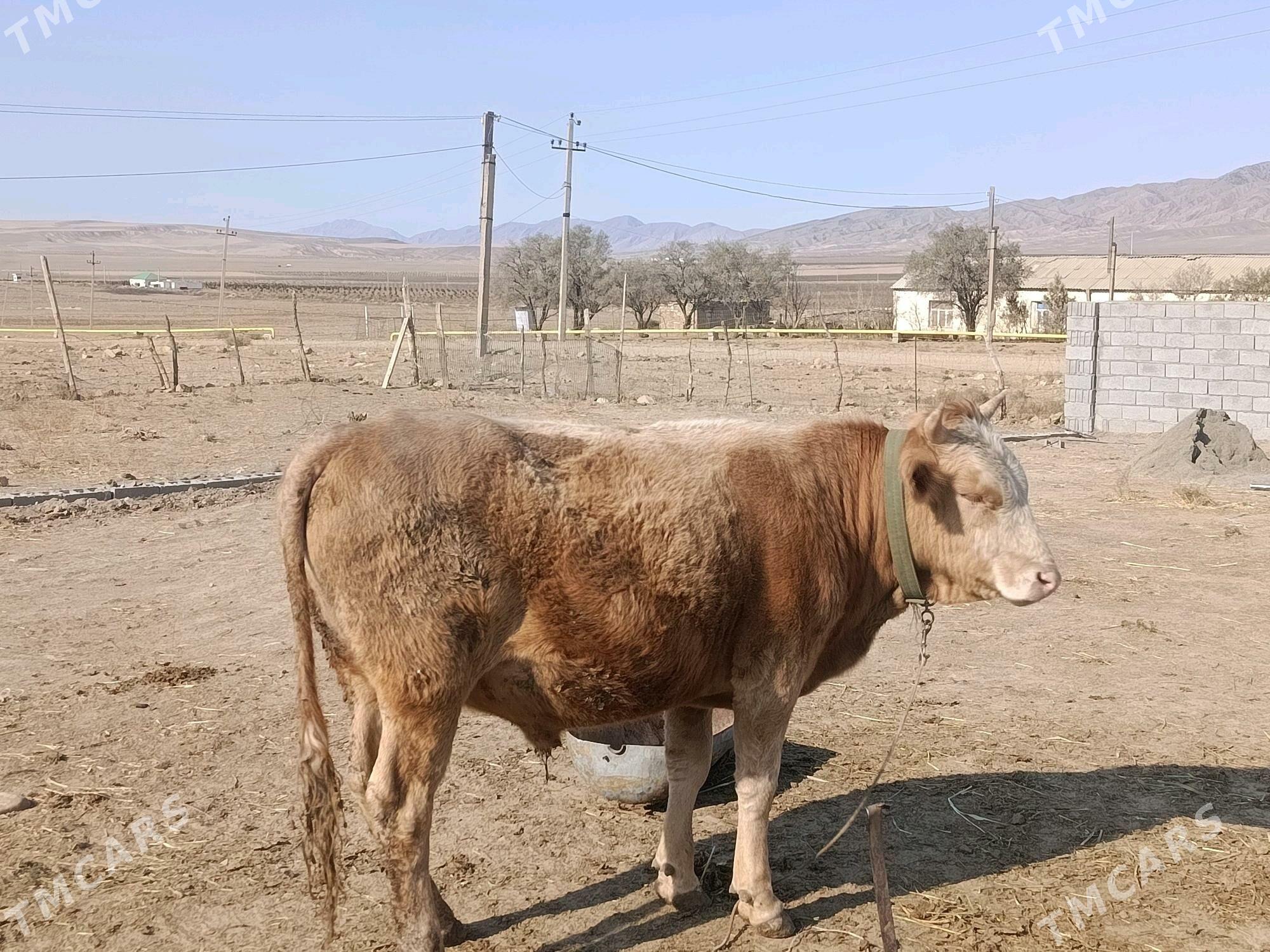 sygyr okuz - Bäherden - img 8